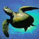 animal115.jpg