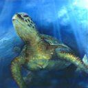 animal116.jpg