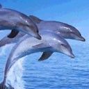 animal118.jpg