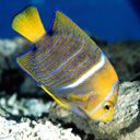 animal121.jpg