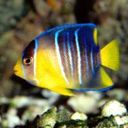 animal124.jpg