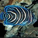 animal127.jpg