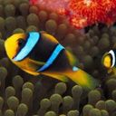 animal128.jpg