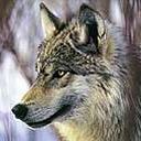 animal130.jpg