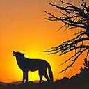 animal131.jpg