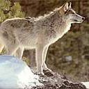 animal132.jpg