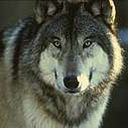 animal133.jpg