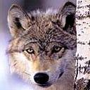 animal134.jpg