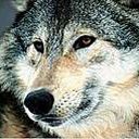 animal135.jpg