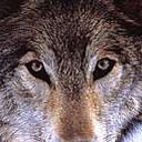 animal136.jpg