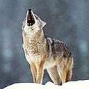 animal137.jpg