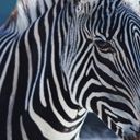 animal139.jpg