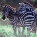 animal140.jpg