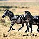 animal141.jpg