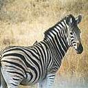 animal142.jpg