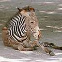 animal143.jpg