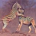 animal144.jpg