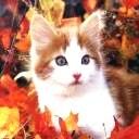 animalc001.jpg
