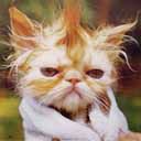 animalc003.jpg