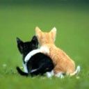 animalc004.jpg