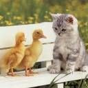 animalc005.jpg