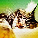 animalc006.jpg