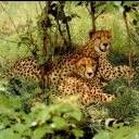 animalc007.jpg