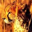 animalc008.jpg
