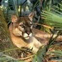 animalc011.jpg