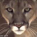 animalc014.jpg