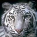 animalc019.jpg