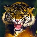 animalc020.jpg