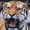 animalc021.jpg