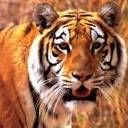 animalc022.jpg