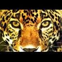 animalc023.jpg