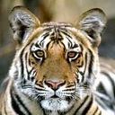 animalc024.jpg