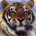 animalc025.jpg