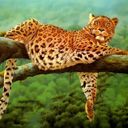 animalc027.jpg