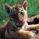 animalc028.jpg