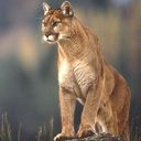animalc029.jpg