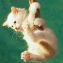 animalc030.jpg