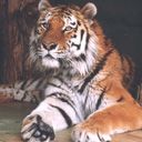 animalc031.jpg