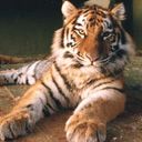 animalc032.jpg