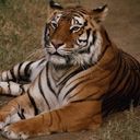 animalc034.jpg