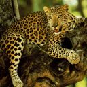animalc035.jpg