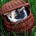 animalc037.jpg