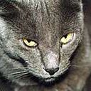 animalc039.jpg