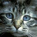 animalc040.jpg