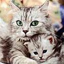 animalc043.jpg