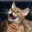 animalc045.jpg